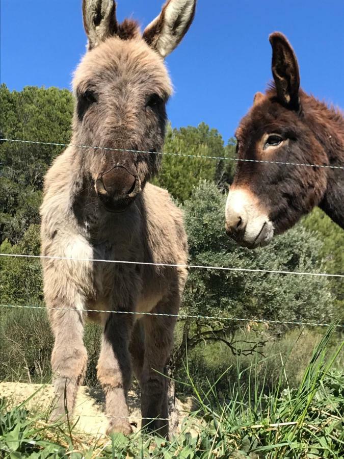 Bastide Bellugue Maison D'Hotes Reseau Bienvenue A La Ferme A 3 Minutes De Lourmarin Cadenet Dış mekan fotoğraf